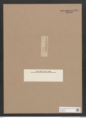Navicula sp. (de-Toni-Nr.: Genus 1) Zeichnungen Sammlung Grunow Nr. 1569 (NHMW-BOT-W0368096)